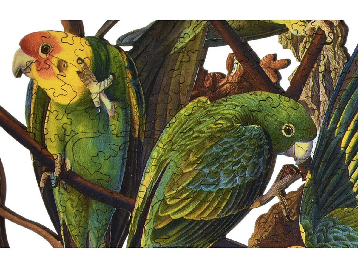 A closeup of the front of the puzzle, Carolina Parakeet.