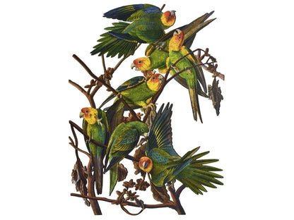 The front of the puzzle, Carolina Parakeet, which shows a group of birds sitting on branches.